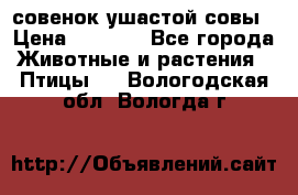 совенок ушастой совы › Цена ­ 5 000 - Все города Животные и растения » Птицы   . Вологодская обл.,Вологда г.